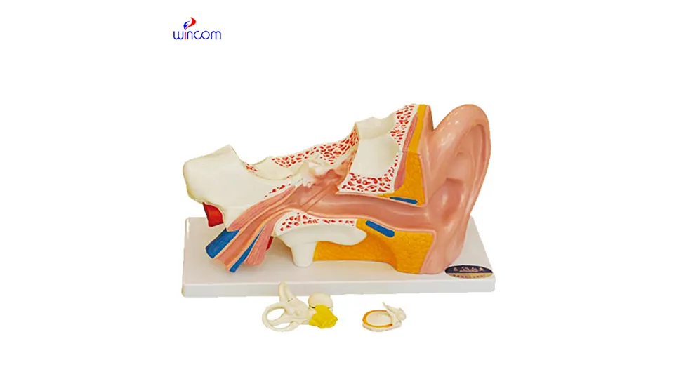 میڈیکل تین جہتی ماڈل